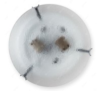 Настенно-потолочный светильник Julianna TL9301Y-02SM TopLight